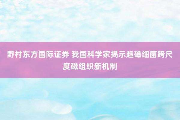 野村东方国际证券 我国科学家揭示趋磁细菌跨尺度磁组织新机制