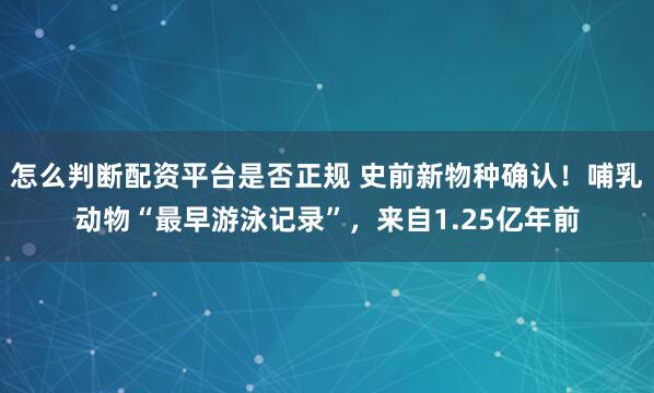 怎么判断配资平台是否正规 史前新物种确认！哺乳动物“最早游泳记录”，来自1.25亿年前